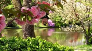 Затормози ум и дай проявиться реальности  [Роберт Адамс озв. Nikosho]