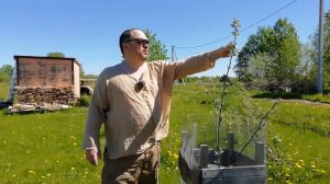 18.05.24 Одуван поглотил всё или почти всё.
