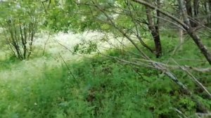 09.07.22 СЕРЕДИНА ЛЕТА,ГДЕ ГРИБЫ?