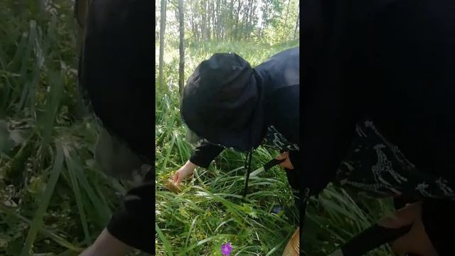 Первая удача в лесу моей жены.