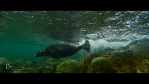 Байкал  Удивительные приключения Юмы — Трейлер 2021