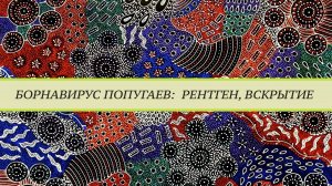 Что видно на рентгене у попугаев больных борнавирусной инфекцией (PDD, ABV).  PDD на вскрытии.