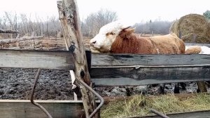 Уборка в сарае по-новому/Защищаем сено от чужих коров