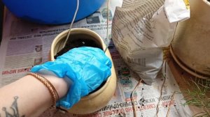 Бонсай из обычной сосны