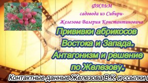 Прививки абрикосов Востока и Запада. Антагонизм и решение по Железову.