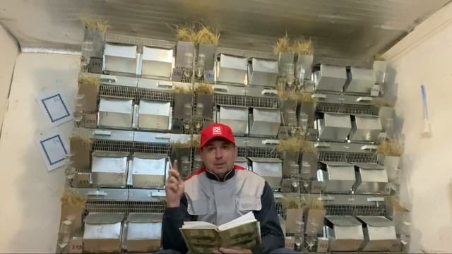 СКОЛЬКО ДЕНЕГ ЧТОБЫ НАЧАТЬ | ШИНШИЛЛОВАЯ ФЕРМА | ФЕРМА ПЛЕМЕННЫХ ШИНШИЛЛ смотреть онлайн