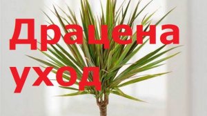 Драцена уход