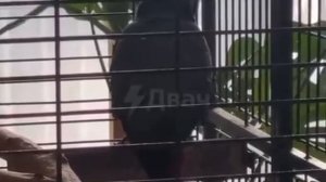 " Верую " -  попугай