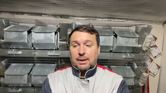 ВАЖНЫЕ НОВОСТИ ШИНШИЛЛОВОДСТВА | СЕЛЬСКОЕ ХОЗЯЙСТВО | ШИНШИЛЛОВАЯ ФЕРМА смотреть онлайн