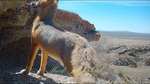 Kit Fox Wary Of Large Birds Of Prey April 2023