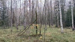 весь процесс нахождения и заготовки чаги на зиму. прогулка по осеннему лесу в поисках чаги березовой