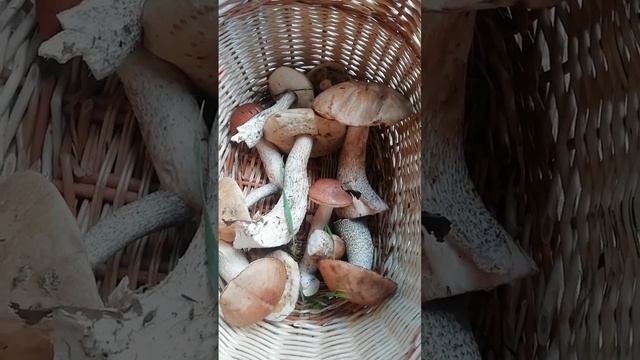 Грибной улов моей жены.