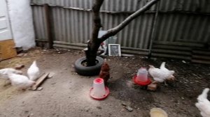 Жизнь в станице | Забрал варочную панель в Озоне и установил её.