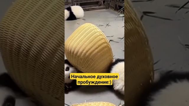 🙂Духовное пробуждение. Уровни сознания. Школа Гивина. #просветление #саморазвитие #настоящаяжизнь