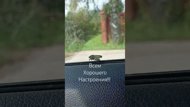 Прокатилась на халяву