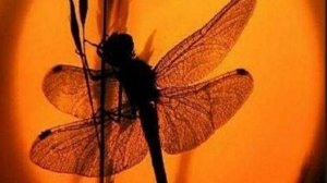 Добрым людям добрый вечер 💛 красивое и душевное пожелание