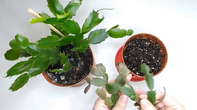 Размножение декабриста (шлюмбергеры, зигокактуса) черенками