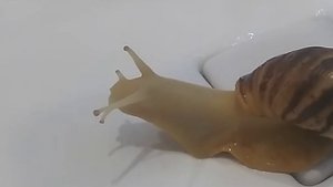 Домашняя улитка Ахатина