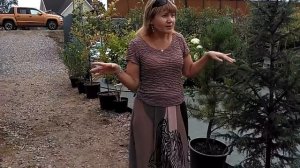 Как защитить сад от ветра? #сад #ландшафтныйдизайн