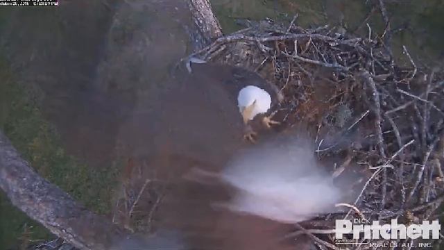 SWFL Eagles ~ A Little Bonding Before Bed ~ 10/28/15 смотреть онлайн