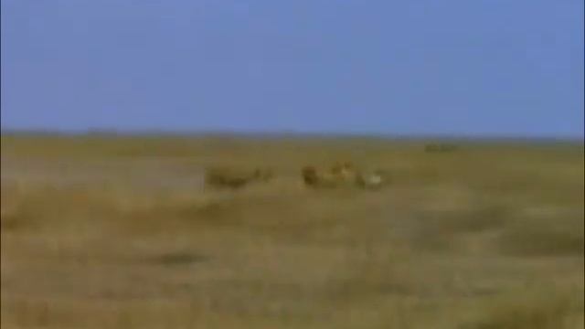 predator and prey project by raneim gadala . смотреть онлайн