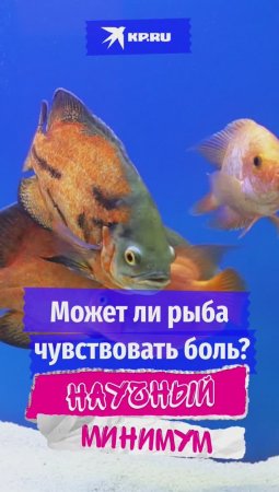 Может ли рыба чувствовать боль?