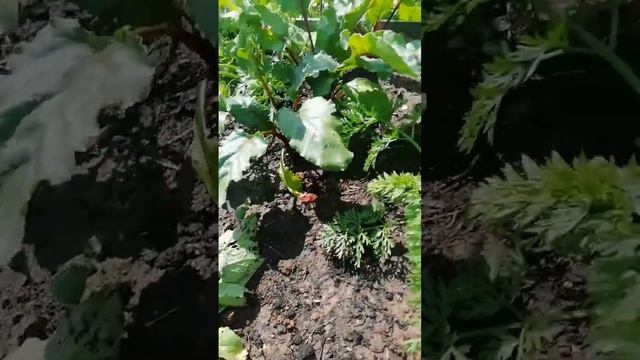 Окрошка с грядки.