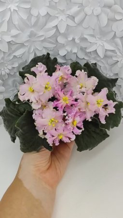 Фиалка АВ-Янтарная Комната