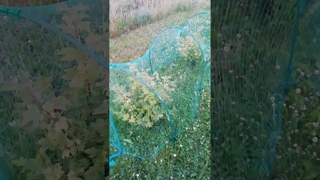 Дачная фортефикация. #дача #сад