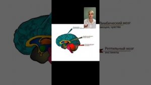 Как обмануть мозг, чтобы реализовать цели.