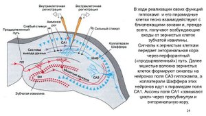 Дубынин В. А. - Мозг: как он устроен и работает - 4. Конечный мозг и мозжечок