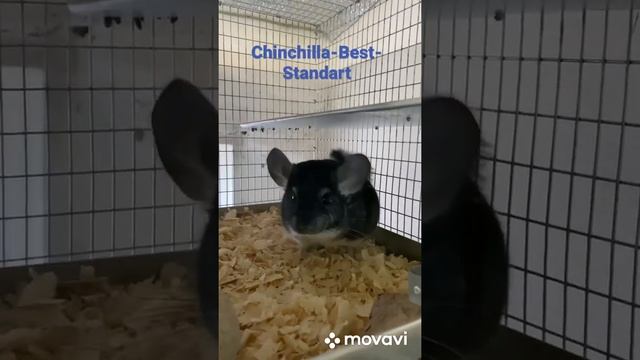Шиншилловая ферма Chinchilla-Best-Standart смотреть онлайн