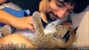 Мимикрия (Володя Батхёртов)