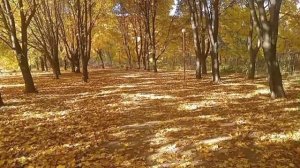 Осень Залотая, в Красном Луче.
