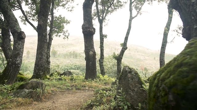 LALITA DEVI ~ La Danza de las Mujeres смотреть онлайн