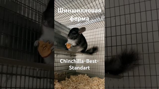 Молодняк племенных меховых шиншилл | Сельское хозяйство смотреть онлайн