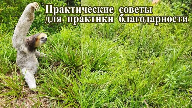 Практика благодарности