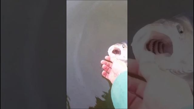 Огромный окунь встретимся зимой