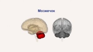 Головной мозг строение и функции видеоурок по биологии 8 класс