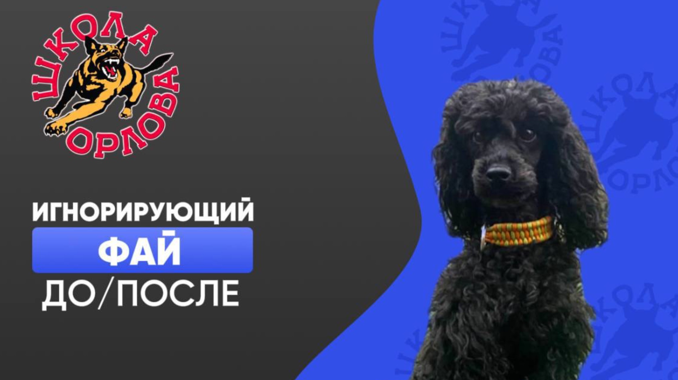 Невыдуманная история одной собаки...