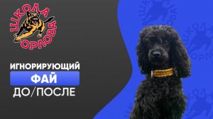 Невыдуманная история одной собаки...