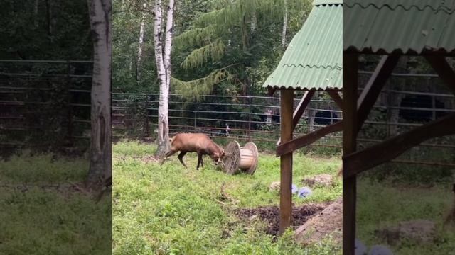 Изюбрь Василек испытывает свои рога на прочность.