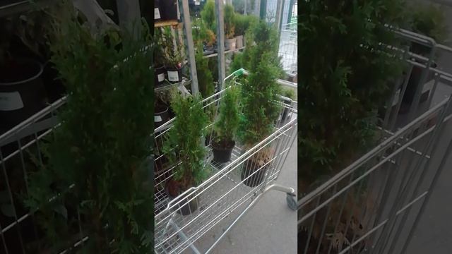 Покупаю Туи на подарок от подписчика.