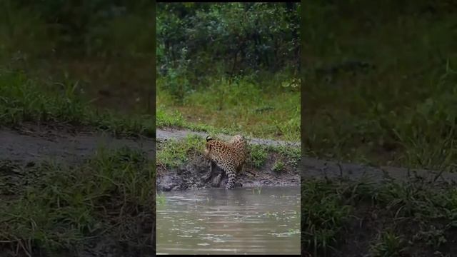 Даже большой кот - кот