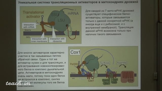 Каменский П. А. - Молекулярная биология митохондрий - 9. Митохондриальная трансляция