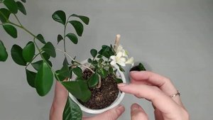 Мурайя (муррайя) или комнатная мурка - цветение в домашних условиях