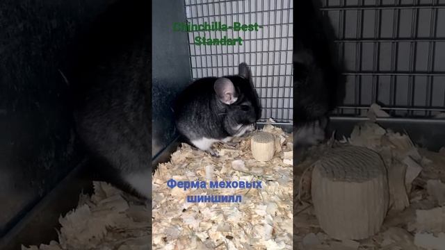 Шиншилловая ферма. смотреть онлайн