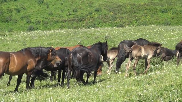 Живчик в изгнании смотреть онлайн