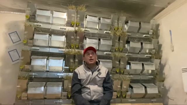 КАК ШИНШИЛЛ ОТ МЕНЯ БЕЗ МЕНЯ ПРОДАВАЛИ | ШИНШИЛЛОВАЯ ФЕРМА | ФЕРМА ШИНШИЛЛ смотреть онлайн