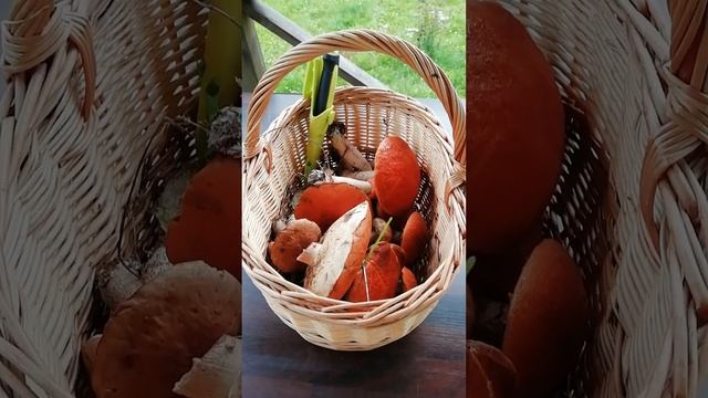 Только КОРЗИНКА для ловли грибов.